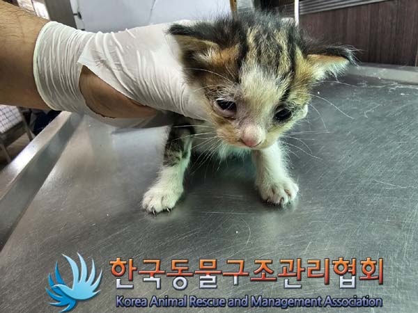 종료(자연사) 한국…